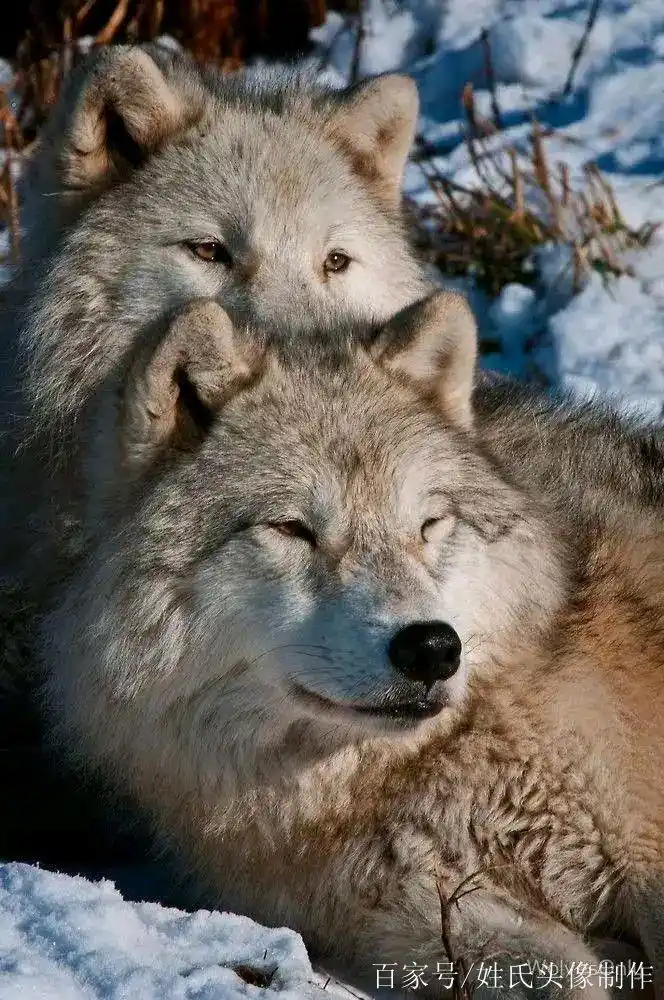 手机壁纸与狼共舞,狼行天下