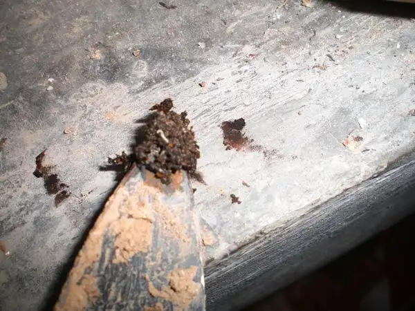 花盆里出现了这种1厘米左右的白色蠕动的虫子,是什么?怎么办?