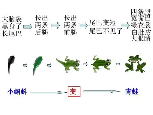 2017年部编版二年级上册语文第1课小蝌蚪找妈妈课件ppt