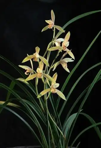 09_产品图片_武汉经营花卉,武汉盆栽销售,武汉花卉盆景栽培管理_百业