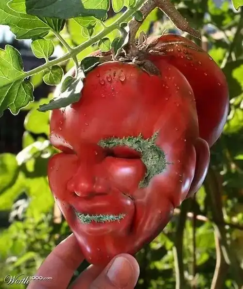 发你28张不正经照片笑死人不偿命专治不开心