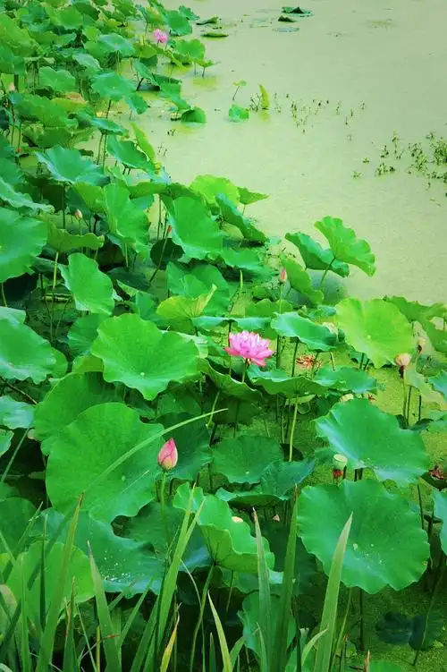 浓夏时光.醉心清宁