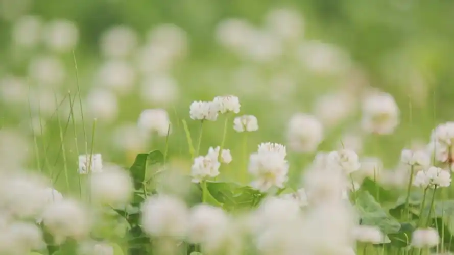 简约绿色植物小清新高清桌面壁纸