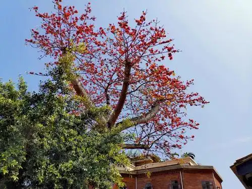 "我必须是你近旁的一株木棉,作为树的形象和你站在一起