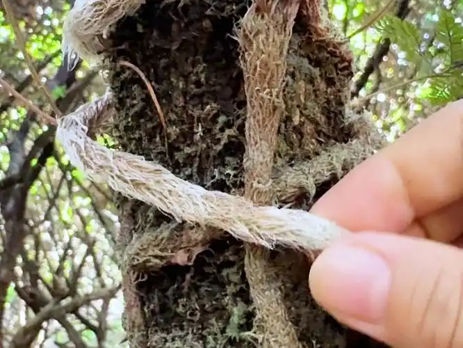这种奇特的植物叫白毛蛇,村里人遇见都会采收它