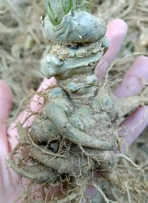 文山当地产仿野生种植白土三七