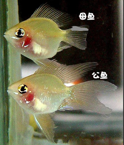 金波子公母如何分辨出来