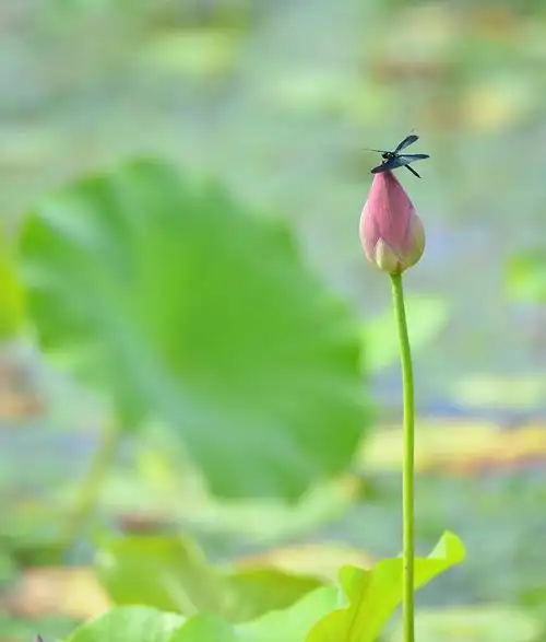 小荷才露尖尖角图片下载