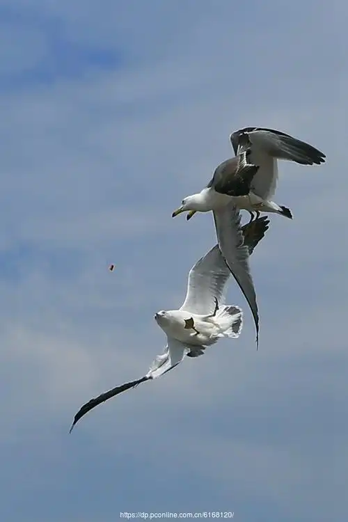 【大连星海广场海鸥摄影图片】生态摄影_太平洋电脑网摄影部落