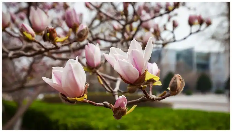 2020 春季校园花卉小品与园中的猫咪