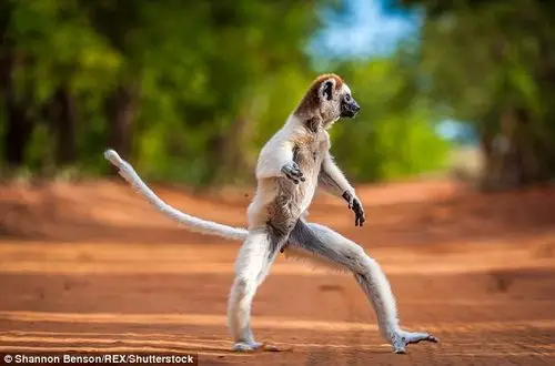 【转载】马达加斯加野生狐猴直立行走 ,变色龙捕食