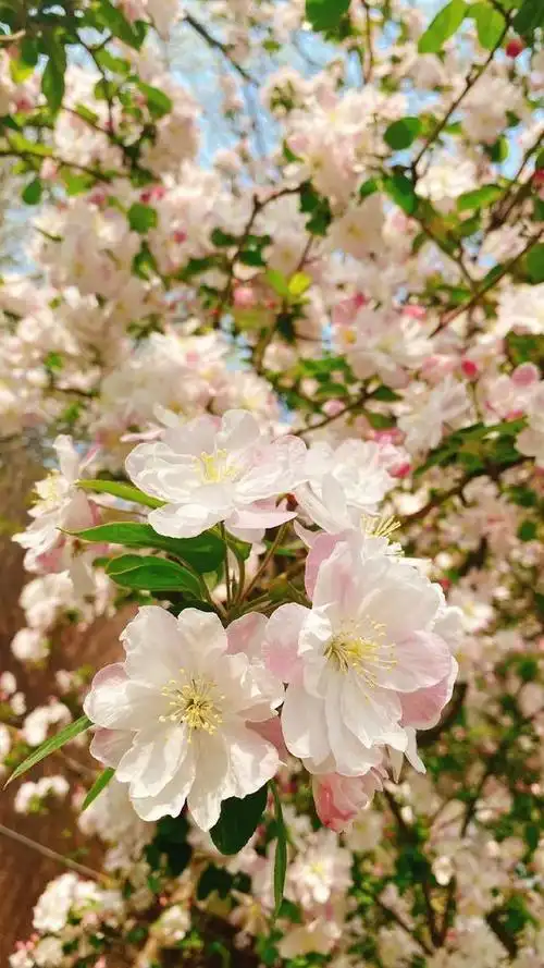 春天是万物生长的季节,各种花都争奇斗艳,除了一些知名的花会在这个