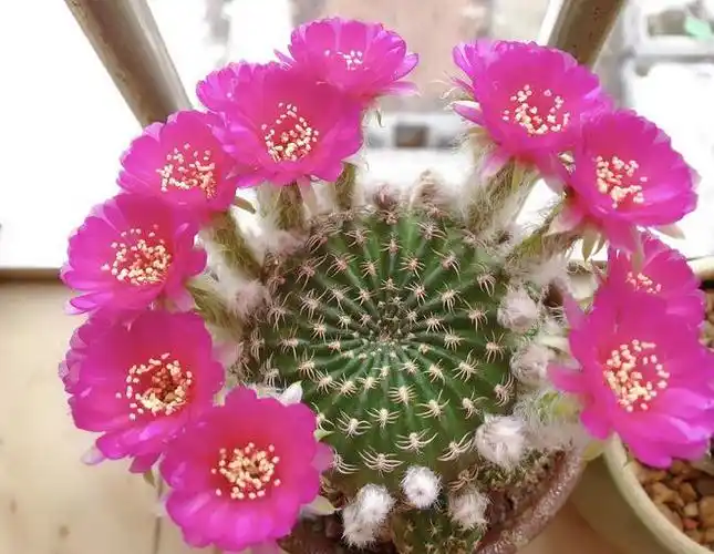 喜欢养仙人球就选阳春丸颜值高好打理每年开花好多次