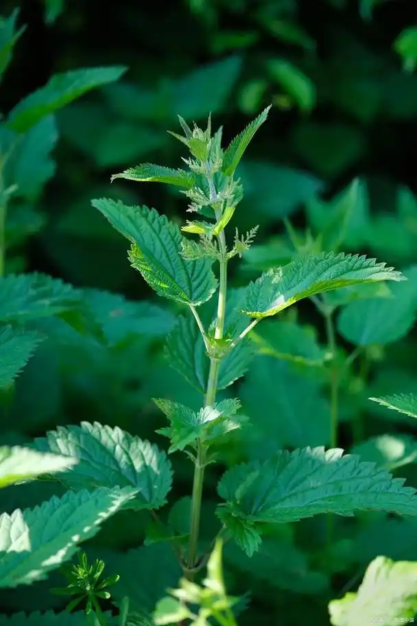 藿香的食用方法和功效 藿香的营养