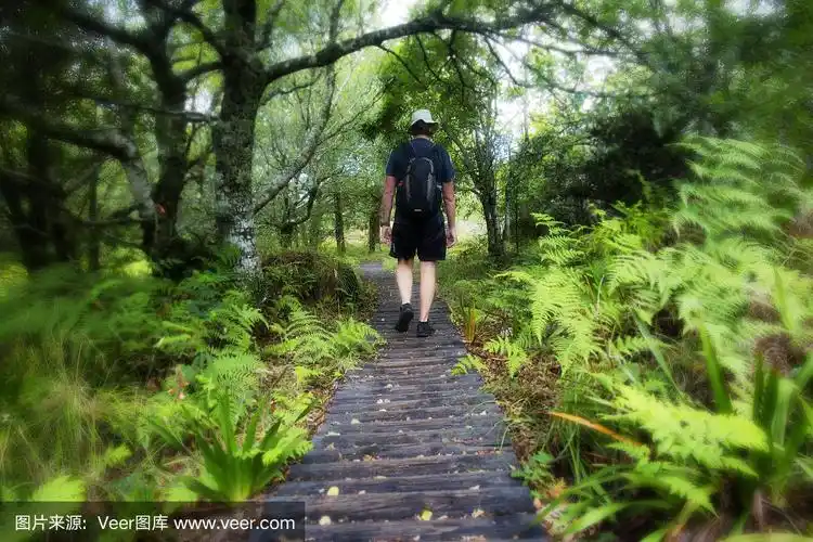 一个徒步旅行者在一条长满蕨类植物的林间小路上散步