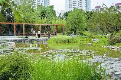 北辰中心花园里的小微湿地野趣盎然.