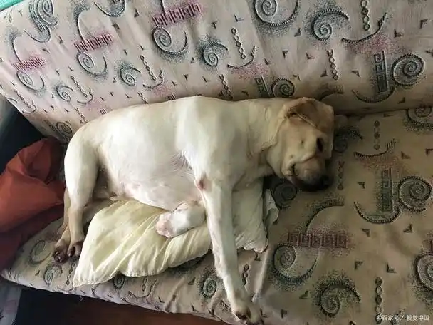 这种情况需要立即就医,因为它可能会导致狗狗的生命危险.