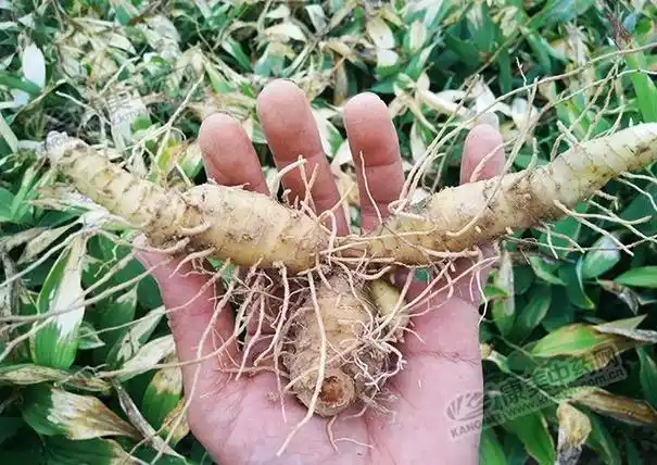 立秋刚过,湖南玉竹已有零星采挖