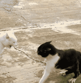 喵星人站立打架架势gif动图_动态图_表情包下载_soogif