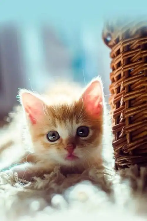 壁纸锁屏主屏小清新可爱卖萌猫咪