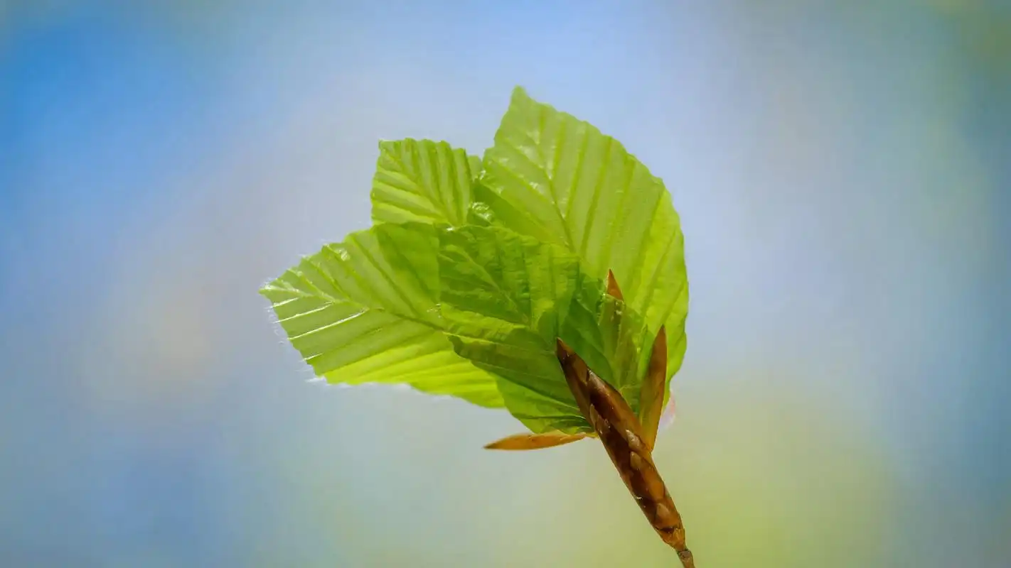 含苞待放的花骨朵儿桌面壁纸