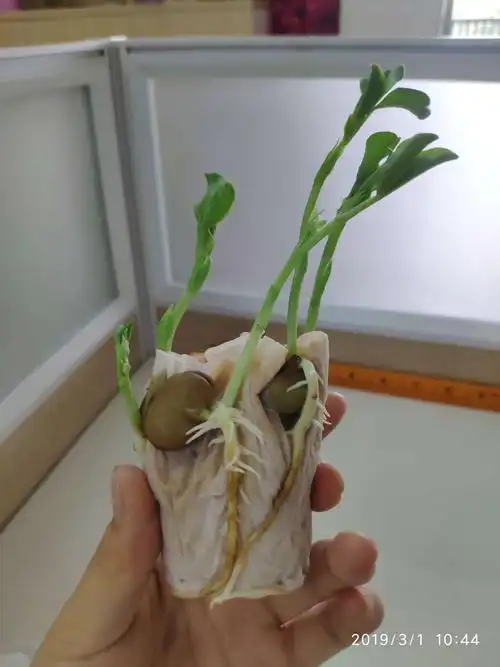 刘老师的蚕豆生长记