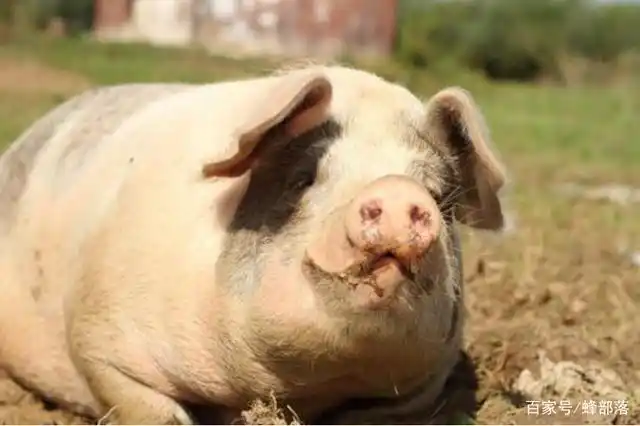 村里的猪一死再死,从中我发现4个共同特征,养猪的朋友不可大意