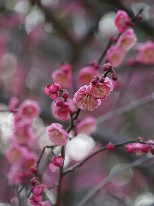 世纪公园梅花实拍