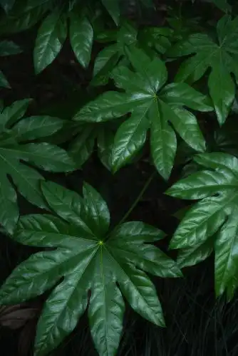 334_500竖版 竖屏