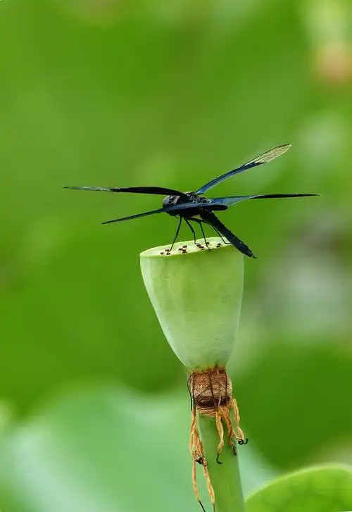 【《不一样的蜻蜓》摄影图片】生态摄影