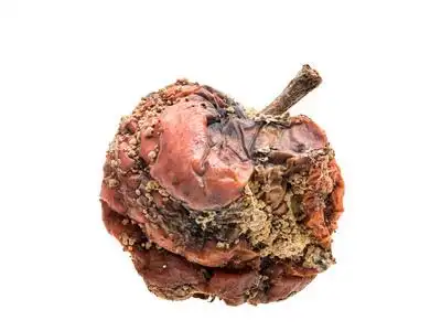 苹果腐烂过程图片