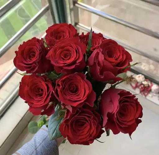 高原红玫瑰20枝30