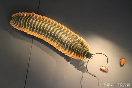 世界上最大蜈蚣有多大(史前蜈蚣体长可达3米!)_经验教学_小高教学网