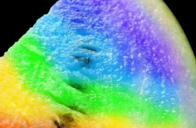 世界上5种"奇葩西瓜",最后一个据说甜度无与伦比,卖出了天价!|西瓜|甜