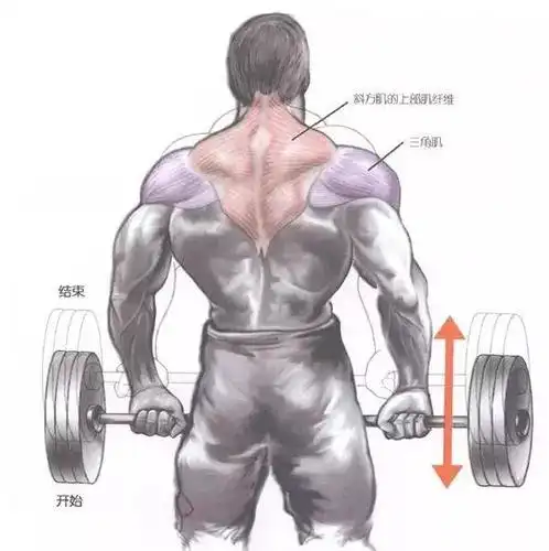 你为什么要练耸肩,斜方肌太大穿衣不好看?