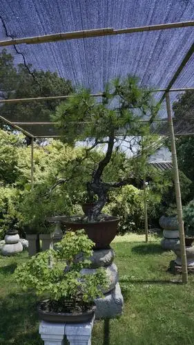 幸为拙政不老松,笑看浮生过往事 (泪目