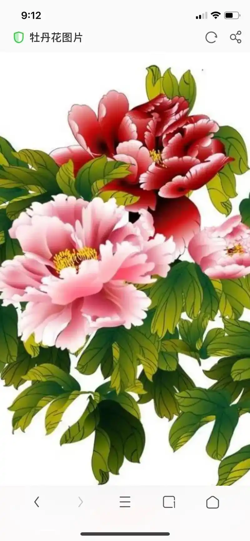 ww.nipic.com 洛阳牡丹 牡丹花图片 by:xue - 抖音