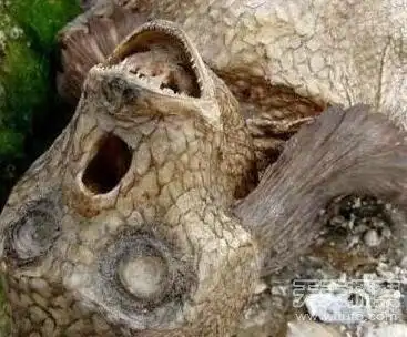 男子挖到3000年前美人鱼 震惊全世界