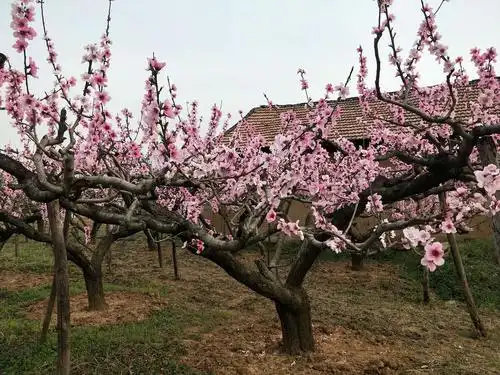 "醉"美桃花林