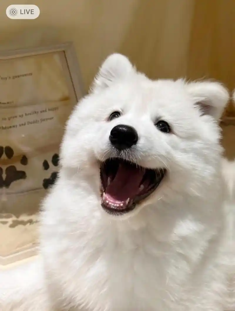 果然狗狗的笑容可以治愈一切,网友:我都不敢想我要是有这样一只耶耶我