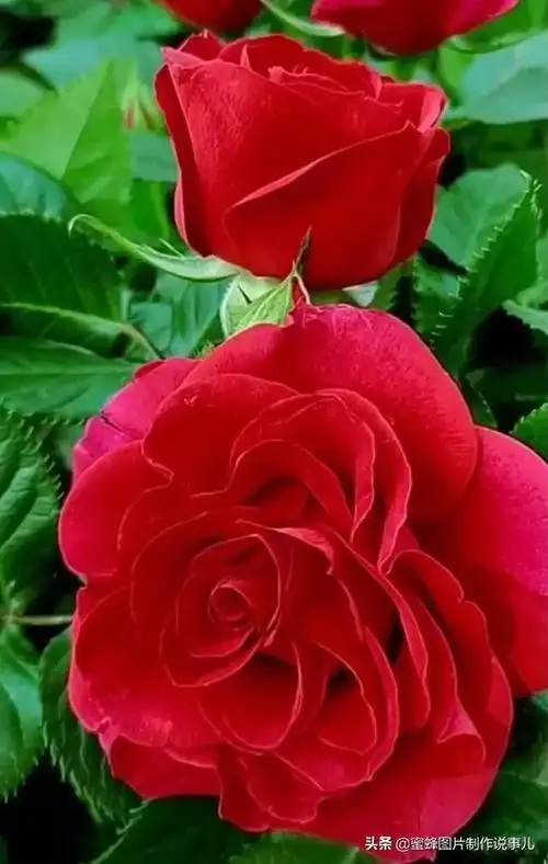 壁纸美图,百花盛开,色彩斑斓,招蜂引蝶,美轮美奂