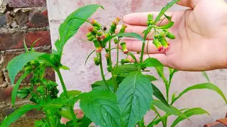 神仙菜别名"救命草",没想到有这样的妙用,小时候争着摘来吃,农村人