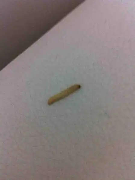 装修的房间吊顶上有白色虫子像蛆一样的虫子 木质吊顶 北方 刚装修完