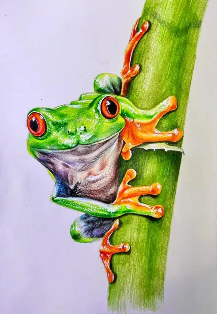 树蛙彩铅手绘附步骤#画画 #手绘 #彩 - 抖音