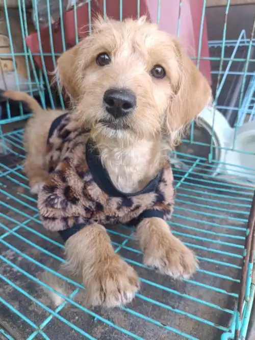 最近收的土狗哈巴狗串串