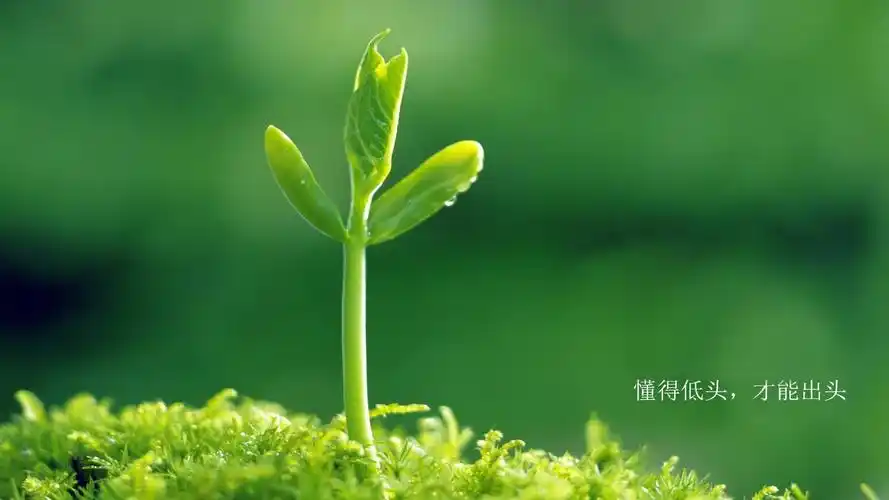 文字励志文字控壁纸4