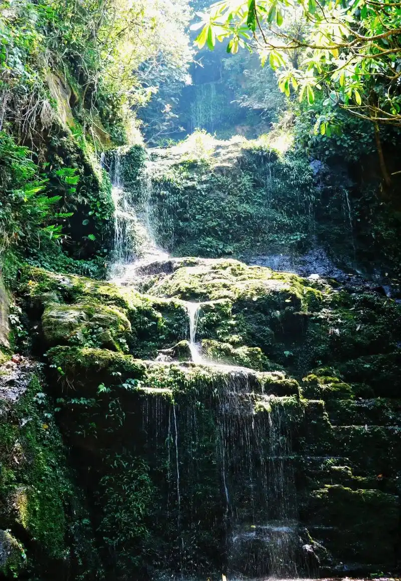 云南小众 | 徒步天然氧吧 走进原始森林.一度被称为 "中国 - 抖音