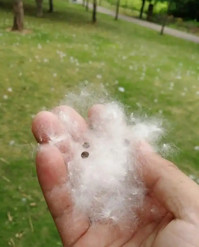 被雨打落的木棉花絮,乍看之下,有点小小的恐怖吧?