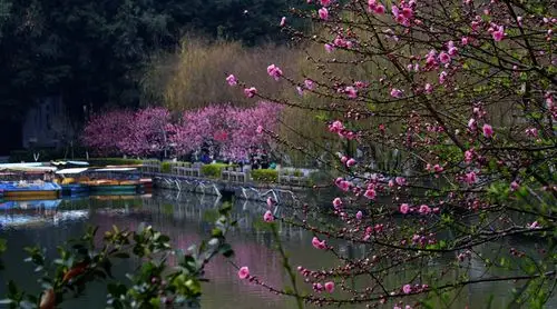 桃花迎春西湖水乡