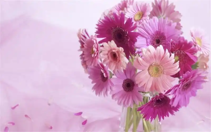 超好看的花朵植物高清电脑桌面壁纸下载